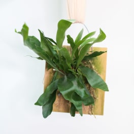Mounted green fern plant on a wooden plaque