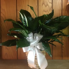 Spathiphyllum Peace Lily Plant
