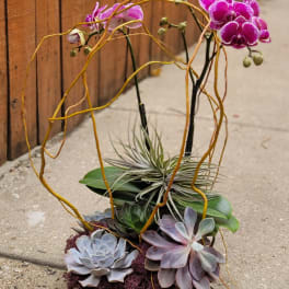 Orchid and succulent arrangement in a low rectangular container