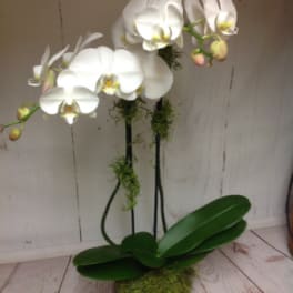 Potted white phalaenopsis orchid with arching blooms in a gray container.