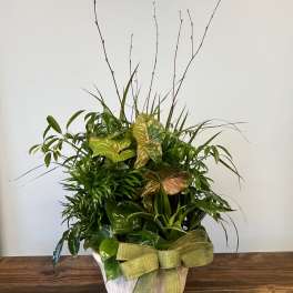 Mixed green potted plant garden in a white ceramic container with a green bow and tall bare branches.