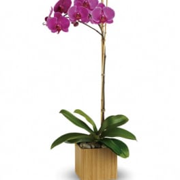 Potted purple orchid with a tall stem in a wooden planter