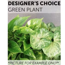 Designer’s choice green plant with broad variegated leaves