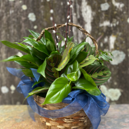 Basket of green houseplants with a blue ribbon bow