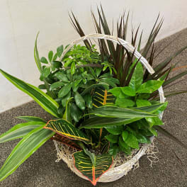 Dish Garden in Basket
