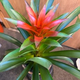 Potted bromeliad with a red-orange center and long green leaves
