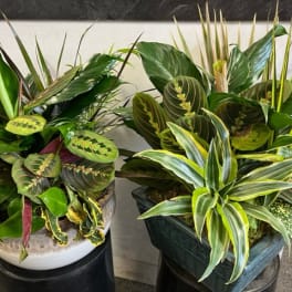 Two potted tropical foliage plants with variegated leaves