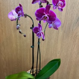 Phalaenopsis Orchid 6 Inch- Purple