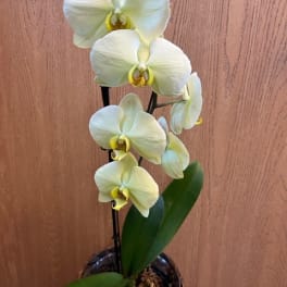 Phalaenopsis Orchid 6 Inch- Yellow