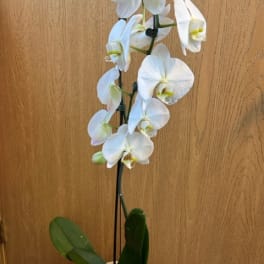 Phalaenopsis Orchid 6 Inch - White