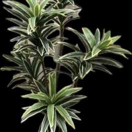 Potted variegated dracaena plant in a decorative square planter