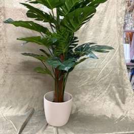 Potted tropical plant with large split green leaves in a white pot