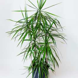 Dracaena Marginata