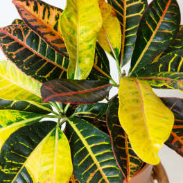 Croton
