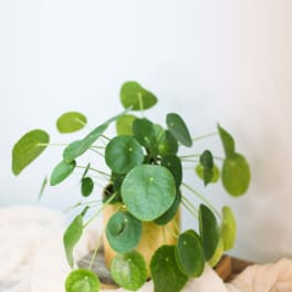 Potted plant with round green leaves in a gold container