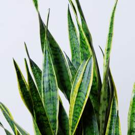 Sansevieria Snake Plant — Architectural Air Purifying Plant