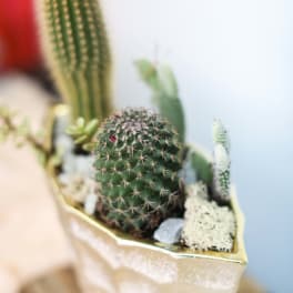 Small potted cactus arrangement in a gold wrap