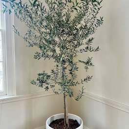 Mediterranean Olive Tree — Sculptural Indoor Plant