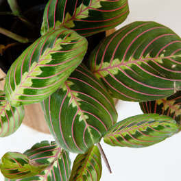 Maranta Leuconeura Prayer Plant - Red