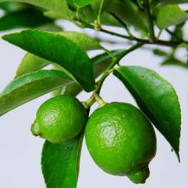 Persian Lime Tree