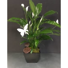 Peace Lily Plant