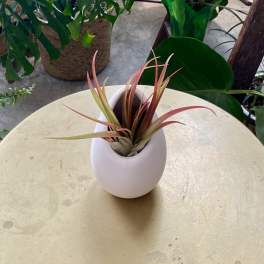 Small potted air plant in a white ceramic vase