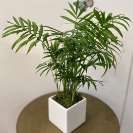 Potted palm plant in a white square ceramic planter