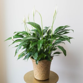 Potted peace lily plant with white blooms in a woven basket