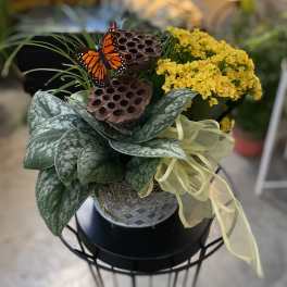 Potted yellow flowers with large patterned leaves and a butterfly accent
