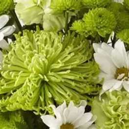 Green and white bouquet with daisies and pompom chrysanthemums