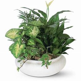 Mixed green houseplants in a white bowl planter