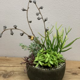 Potted succulent arrangement with mixed green and purple plants