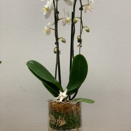 White orchid plant in a glass cylinder vase with decorative stones