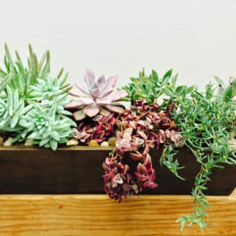 Succulent arrangement in a rectangular wooden planter