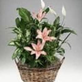 Mixed green plant basket with pink lilies and white blooms in a woven container