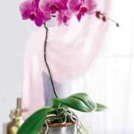 Potted pink orchid plant with arching blooms in a small metal container