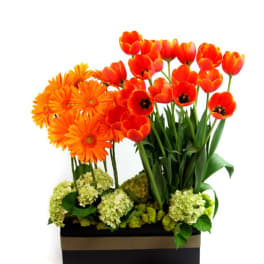 Fun Fun Fun Gerber Daisies and Tulips in a Box