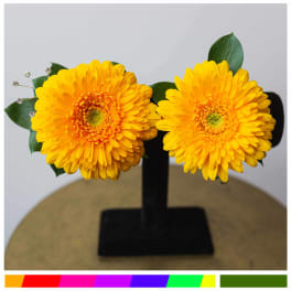 Two yellow gerbera daisies on a black stand