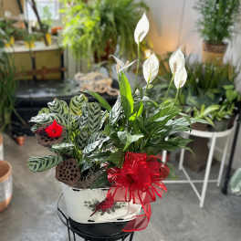 Potted peace lily and patterned foliage arrangement with a red bow