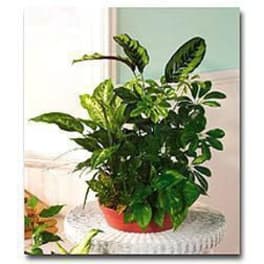 Assorted green houseplants in a low red container on a white round table