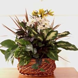 Mixed green plants with small yellow and white flowers in a woven basket