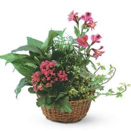 Mixed green plants with pink flowers arranged in a wicker basket