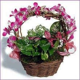 Basket garden of assorted green plants with a vine arch decorated with pink orchids and ribbon
