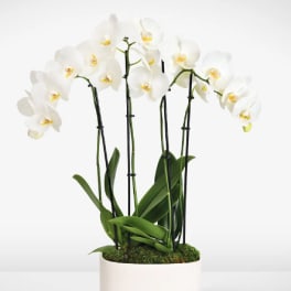 White orchids in a white pot with moss on top