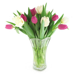 Pink and white tulips in a clear glass vase