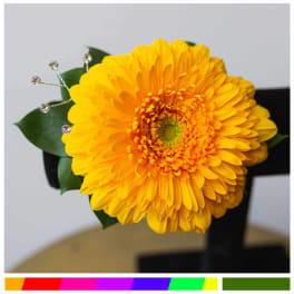 Yellow gerbera daisy with decorative crystal pins