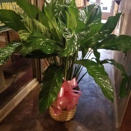Large green potted plant in a woven basket with a pink bow