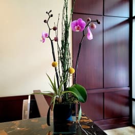 Pink orchids in a black square vase with tall greenery and a small air plant