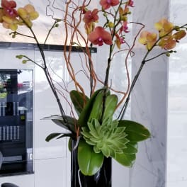 Tall orchid arrangement in a black vase with a succulent accent