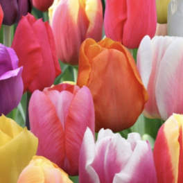 Close-up of colorful tulips in pink, purple, orange, yellow, and white